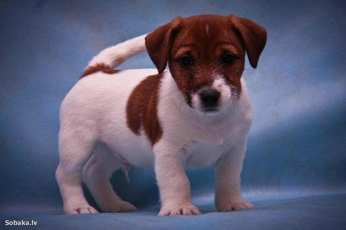 Чихуахуа породы Браун