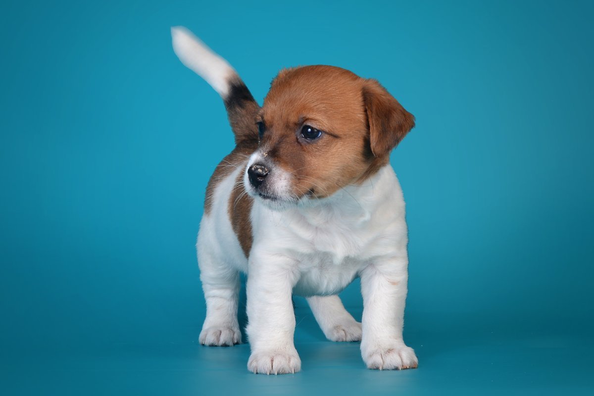 Рассел терьер гладкошерстный