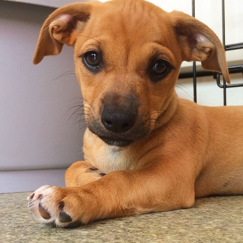 Джек-Рассел-терьер и кошки