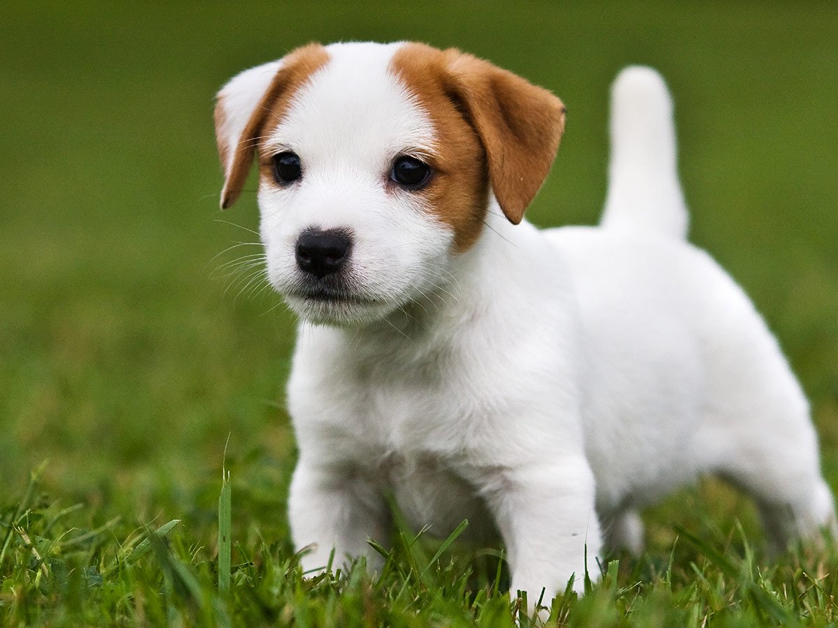 Собака Джек Рассел терьер