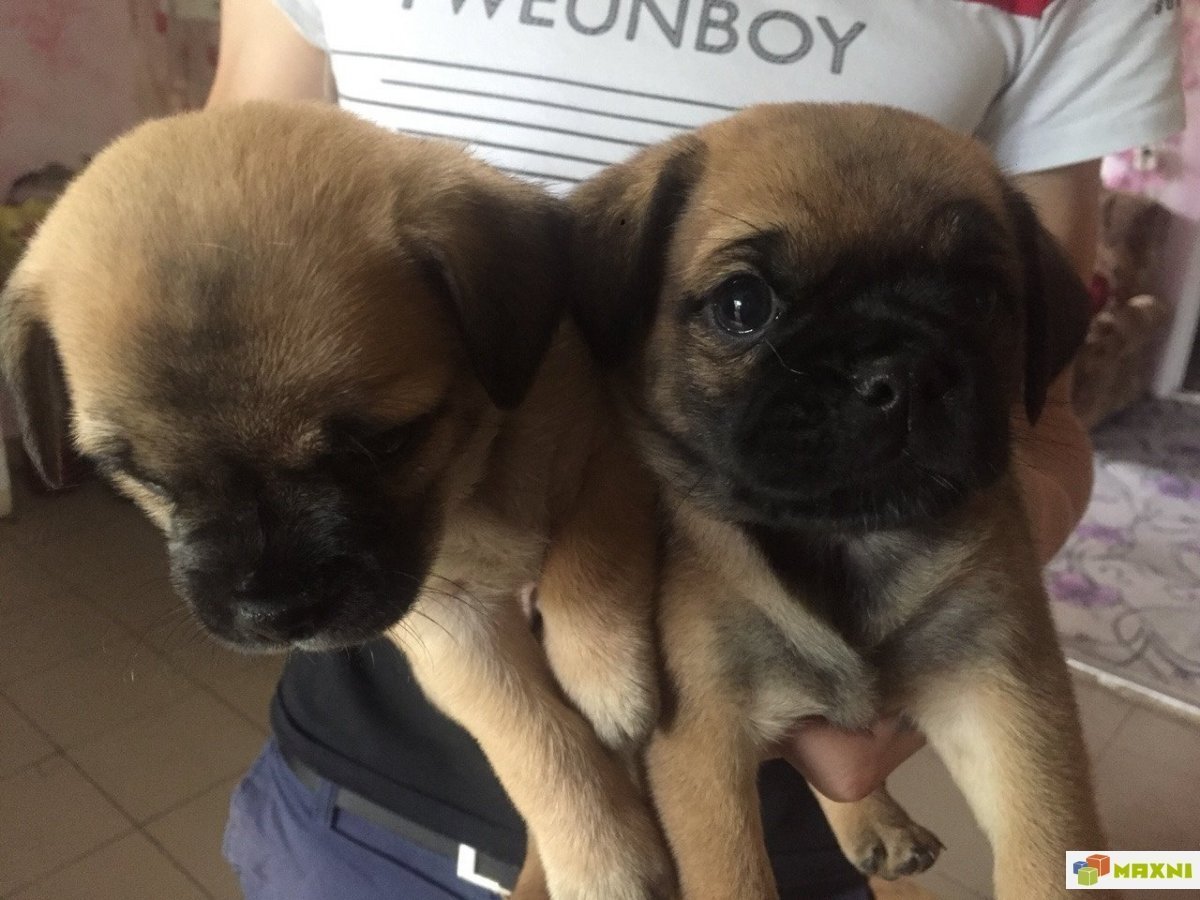 Помесь МОПСА И той терьера