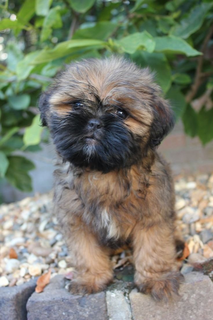 Щенки метисы МОПСА