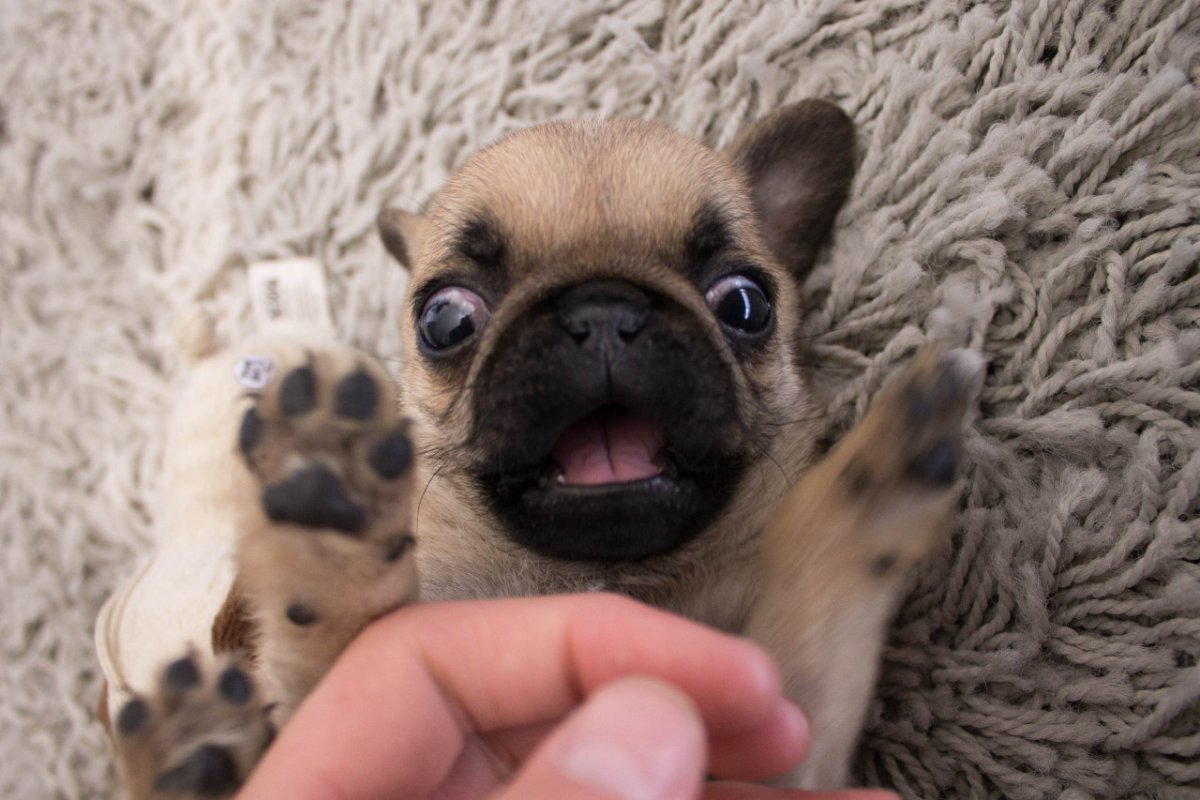 Длинношерстный бульдог флаффи