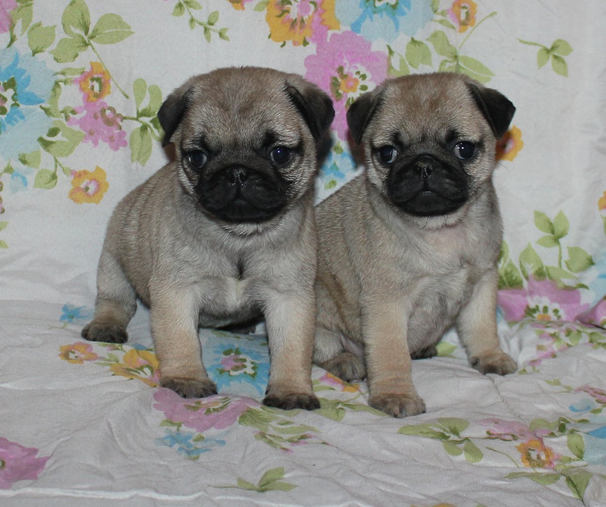 Мопс и китайская хохлатая