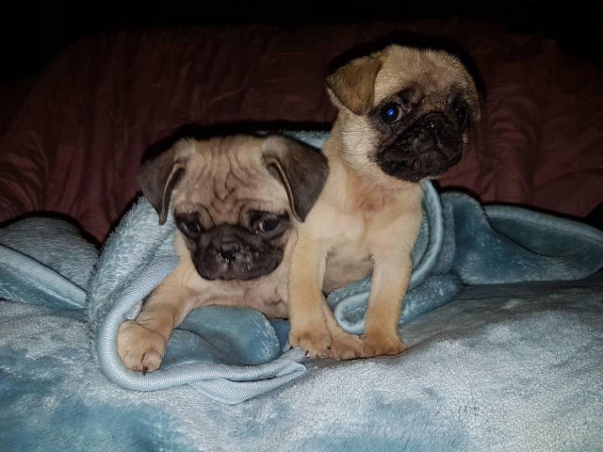 Метис МОПСА И чихуахуа