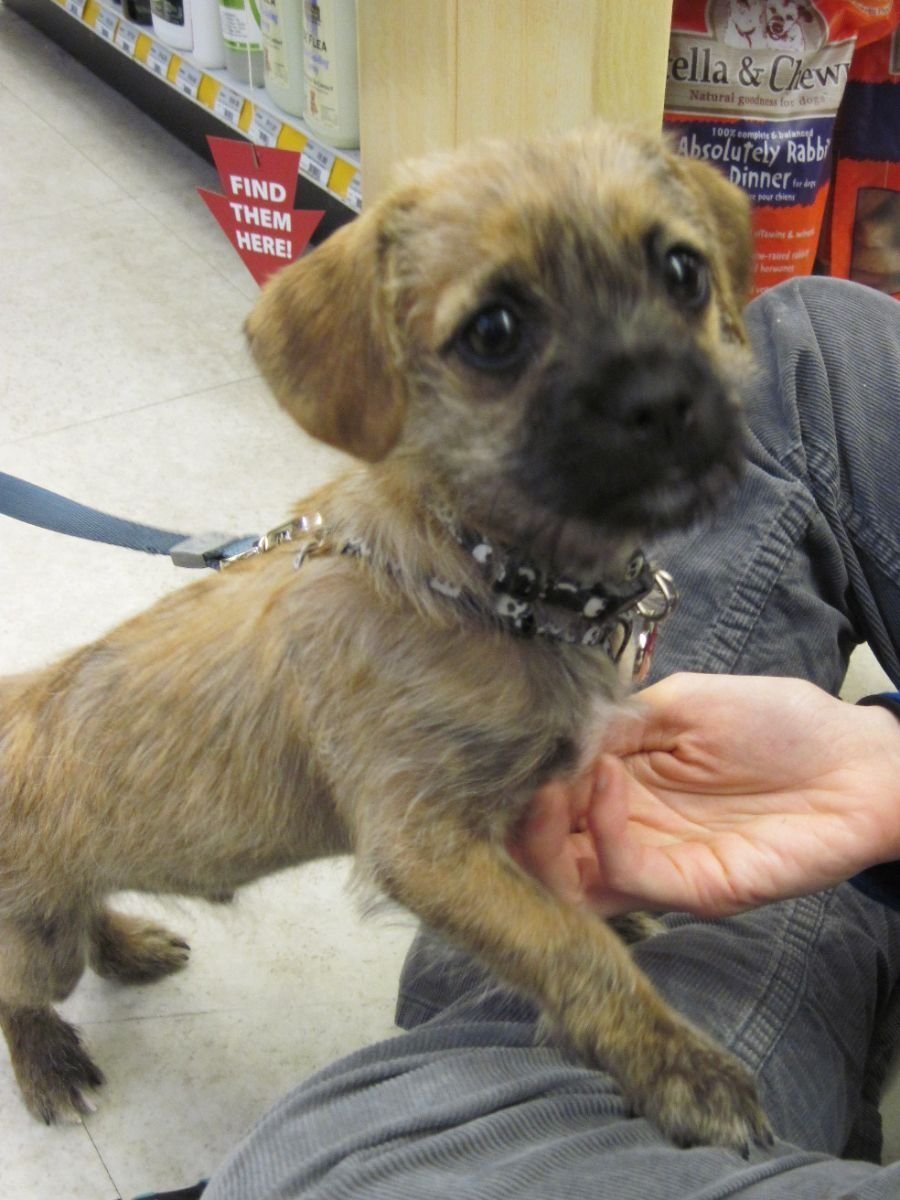 Метис МОПСА И Джек Рассела