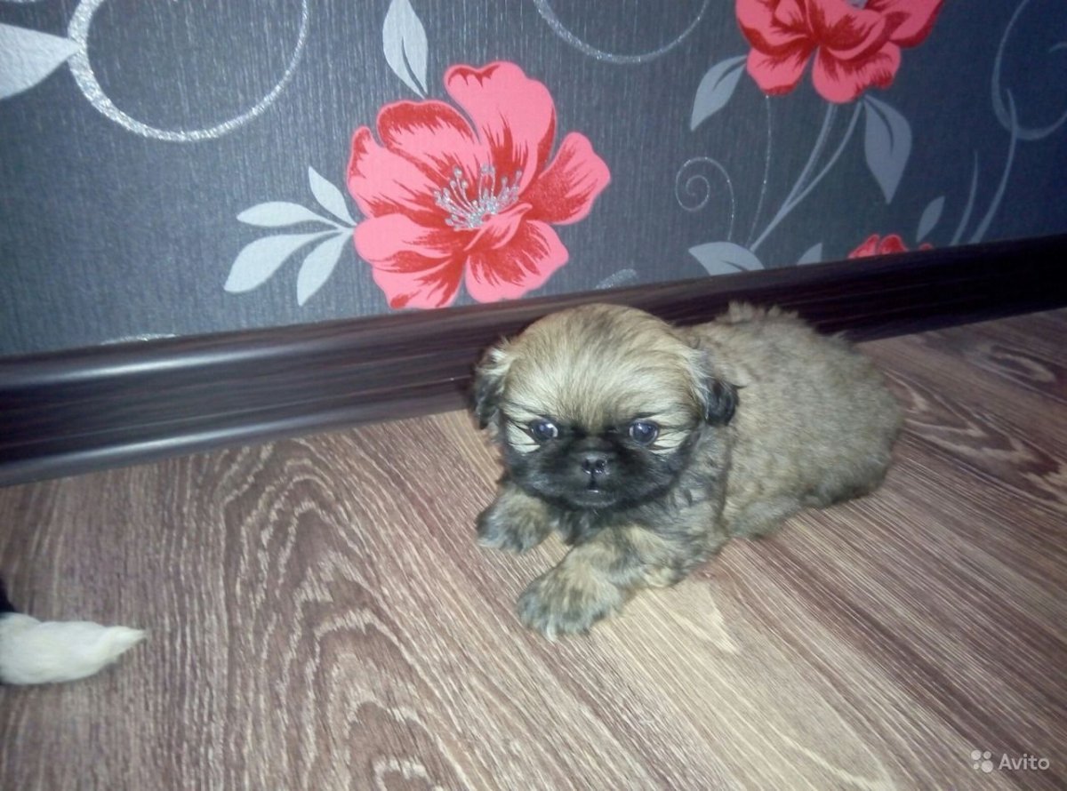 Пекинес и дети