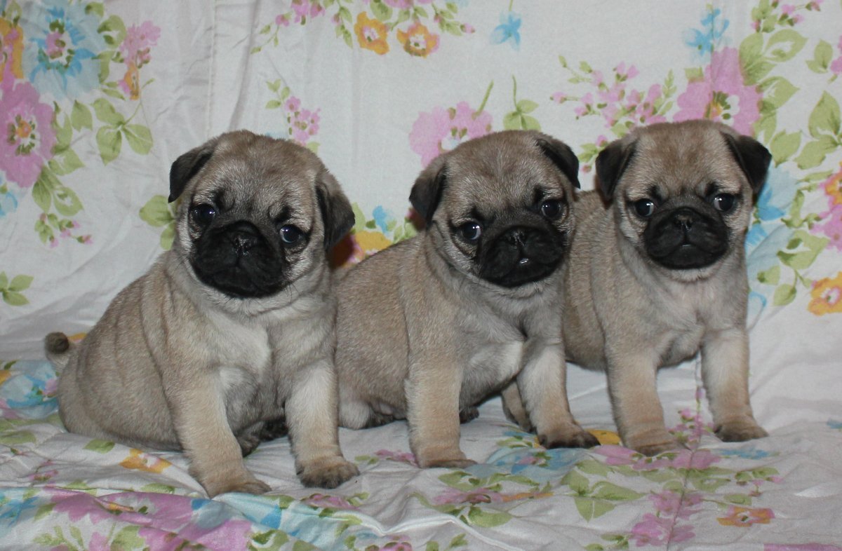 Селекция мопсов