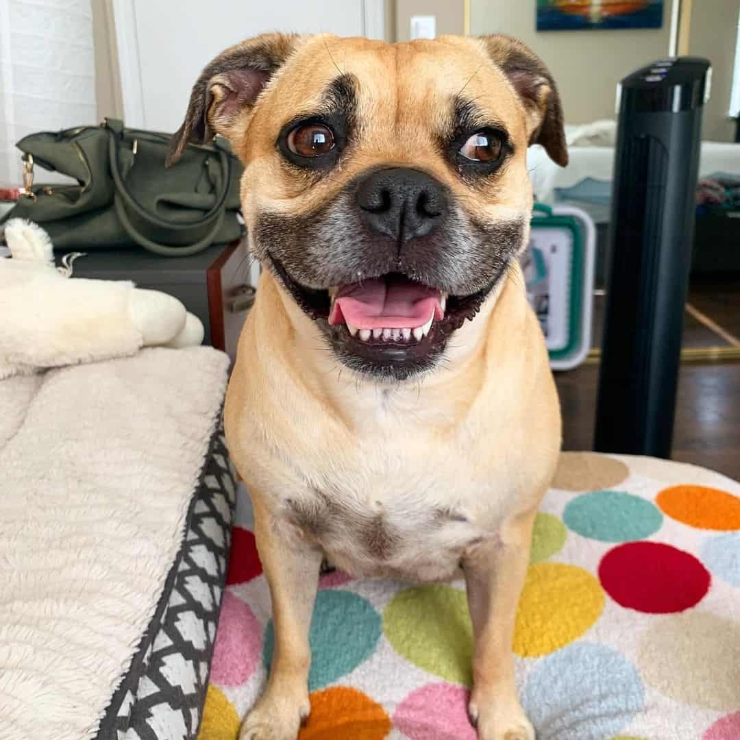 Метис пекинеса и пуделя