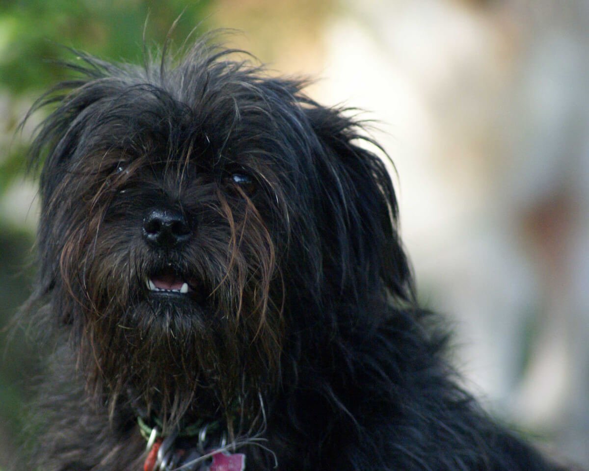 Цветная болонка черная