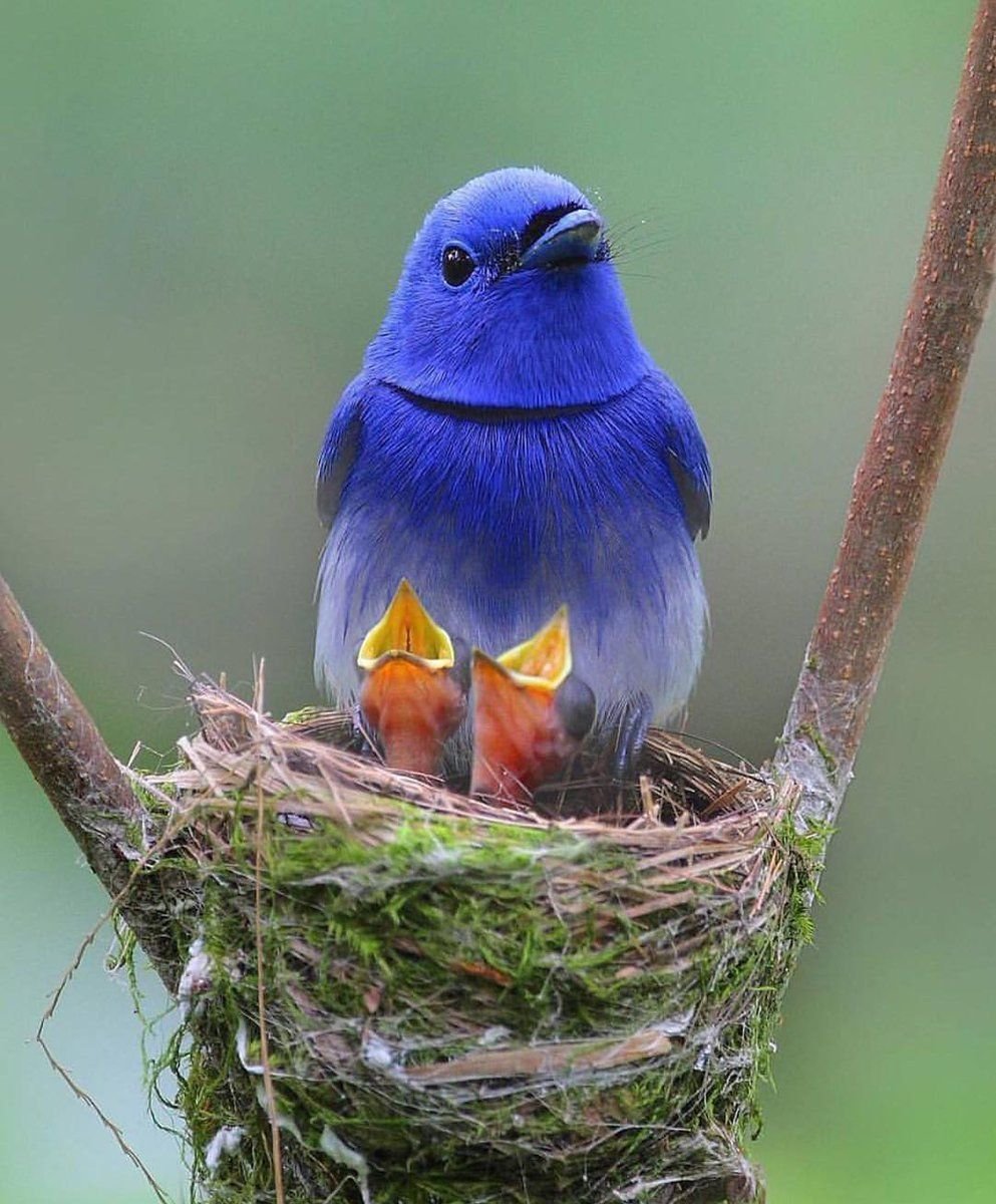 Голубая Грандала