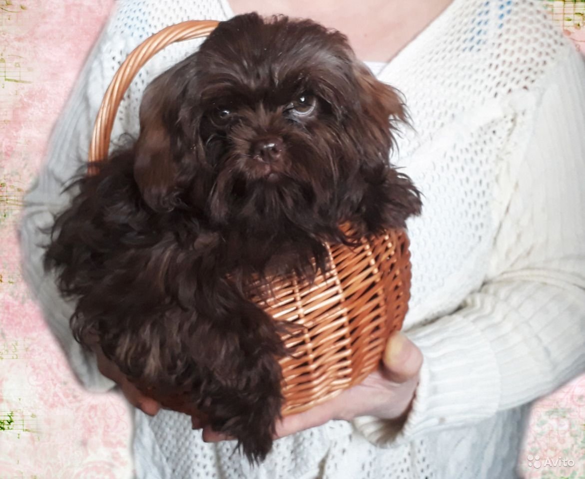 Болонка черная мальтипу