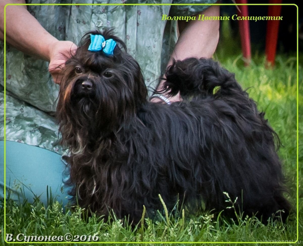 Хаванез черный