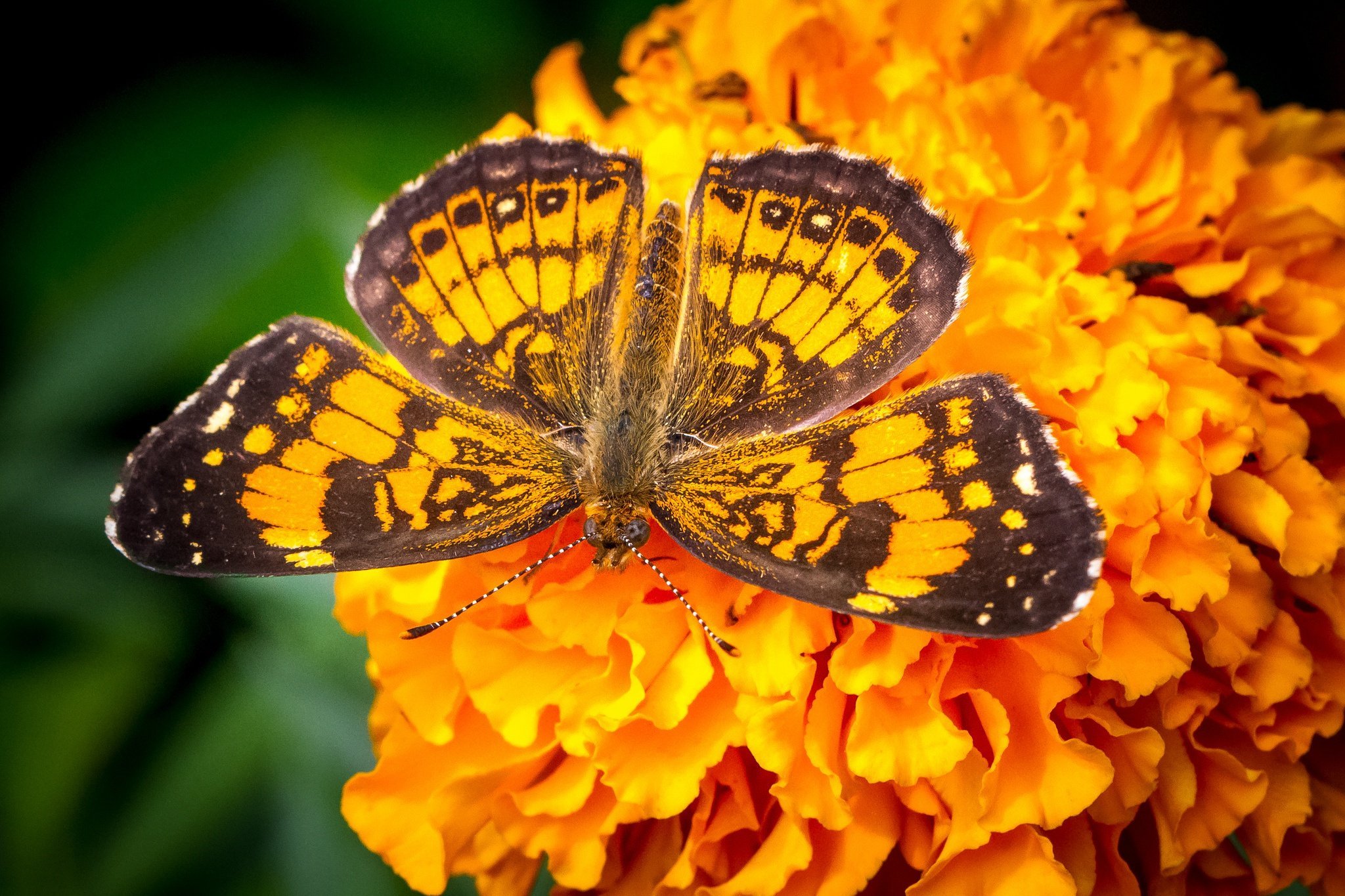 Бабочка с яркими крыльями. Бабочка Махаон оранжевая. Бабочка Махаон Луговая. Желтая бабочка Махаон. Бабочки желтого цвета.