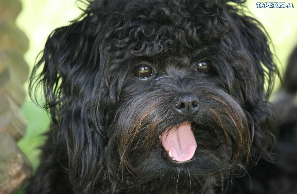 Собака русская цветная болонка