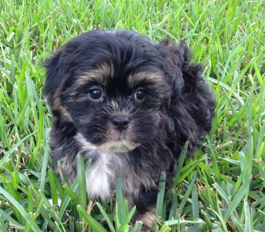 Смесь ши тцу и пуделя