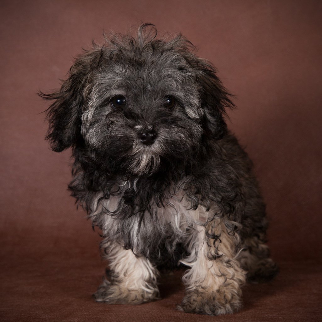 Мальтийская балонка чёрная