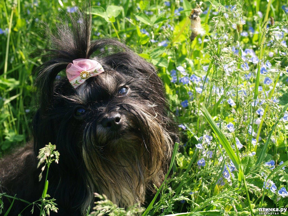 Мальтийская болонка черная