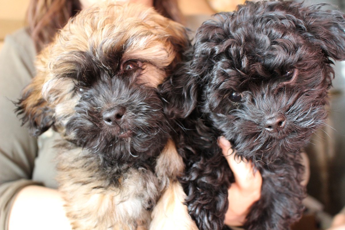 Болонка Сибирская черная