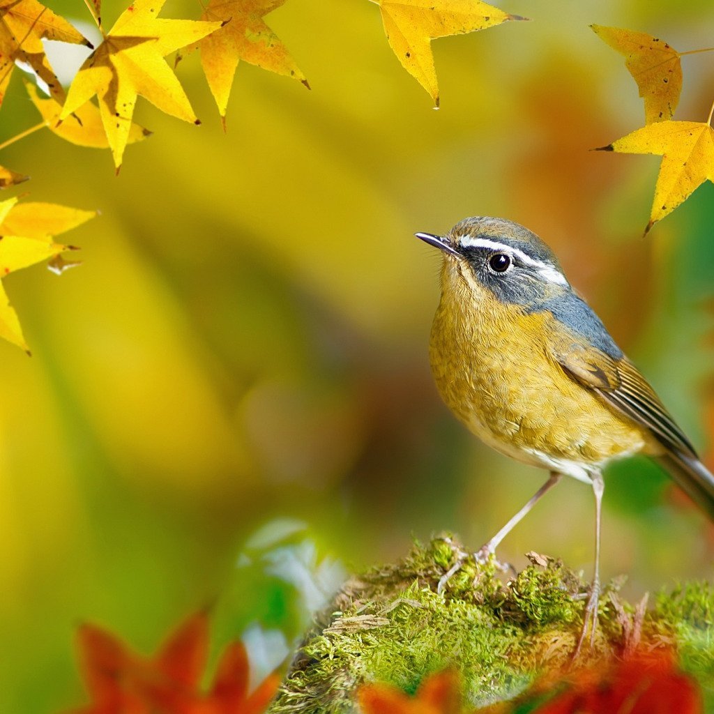 Птичка Пичужка фотографии
