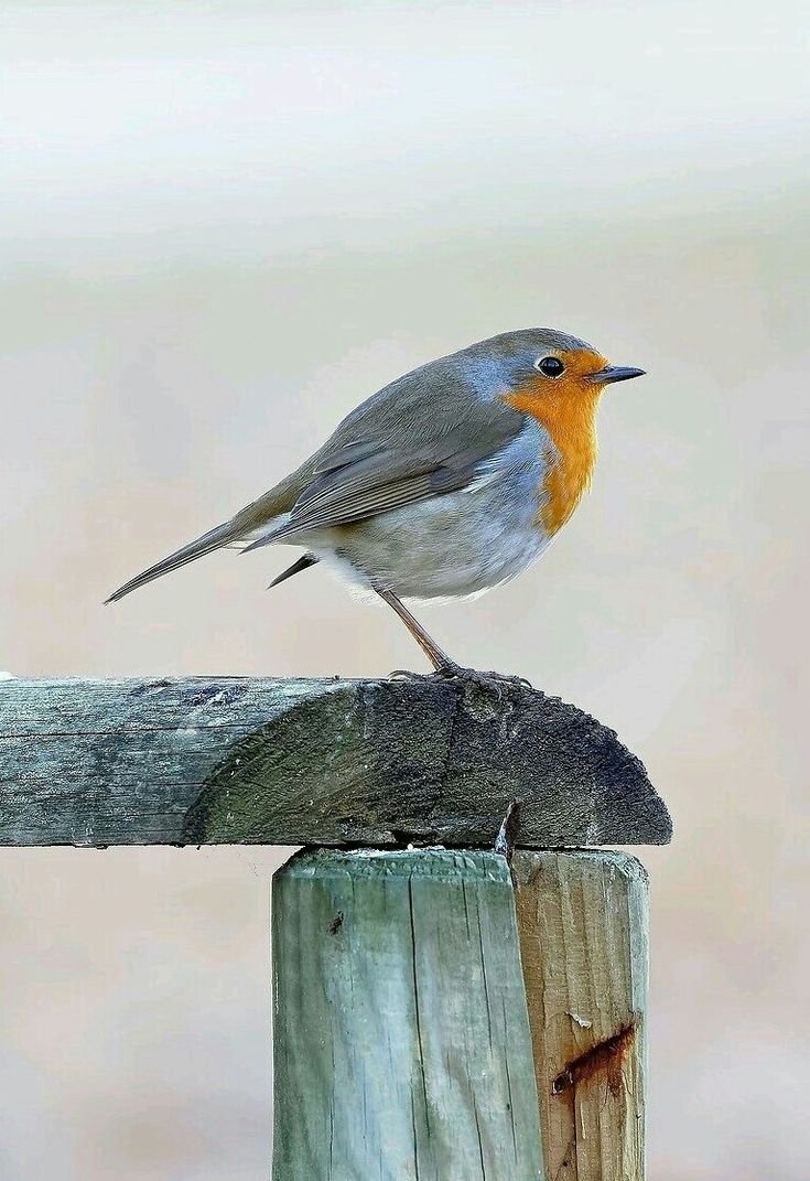 Il Pettirosso фото птицы