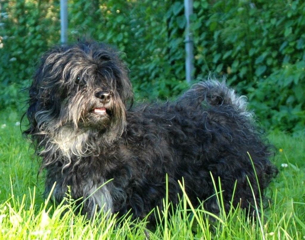 Русская цветная болонка черная