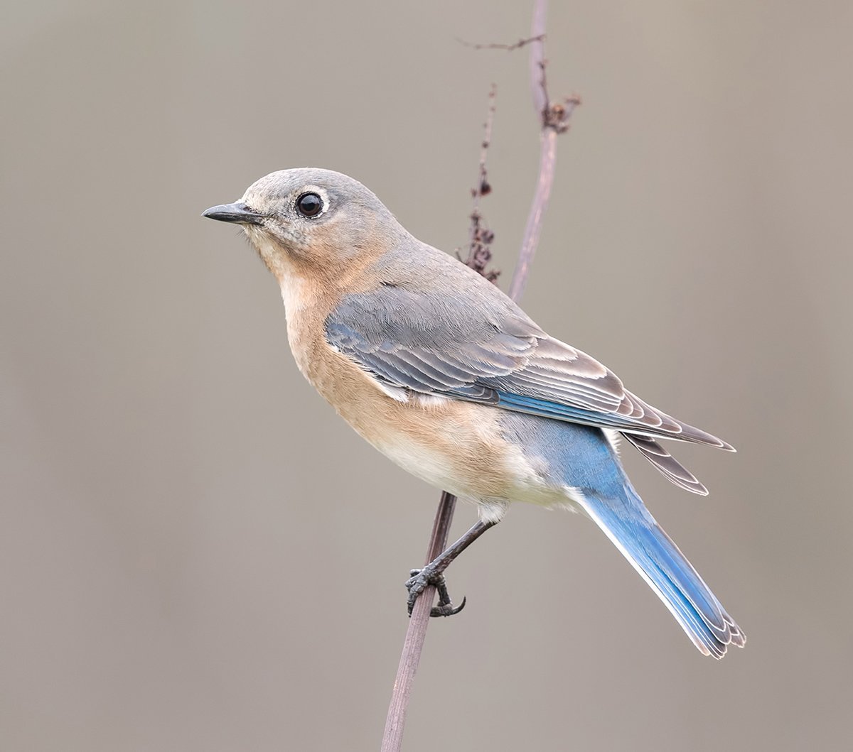 Восточная сиалия самка