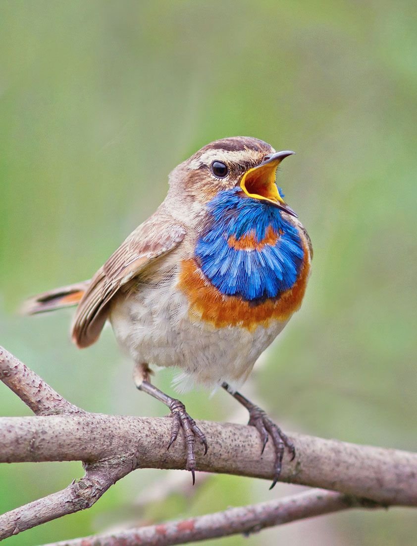 Снегирь щегол варакушка