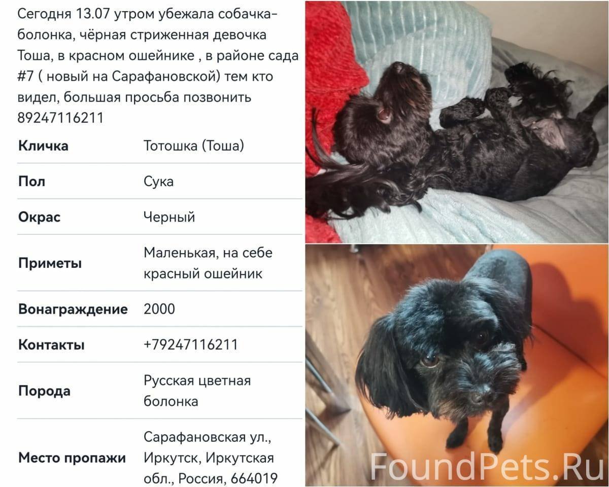 Русская болонка черная