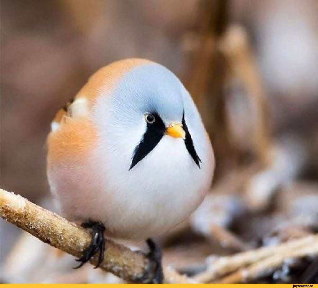 Птица усатая синица