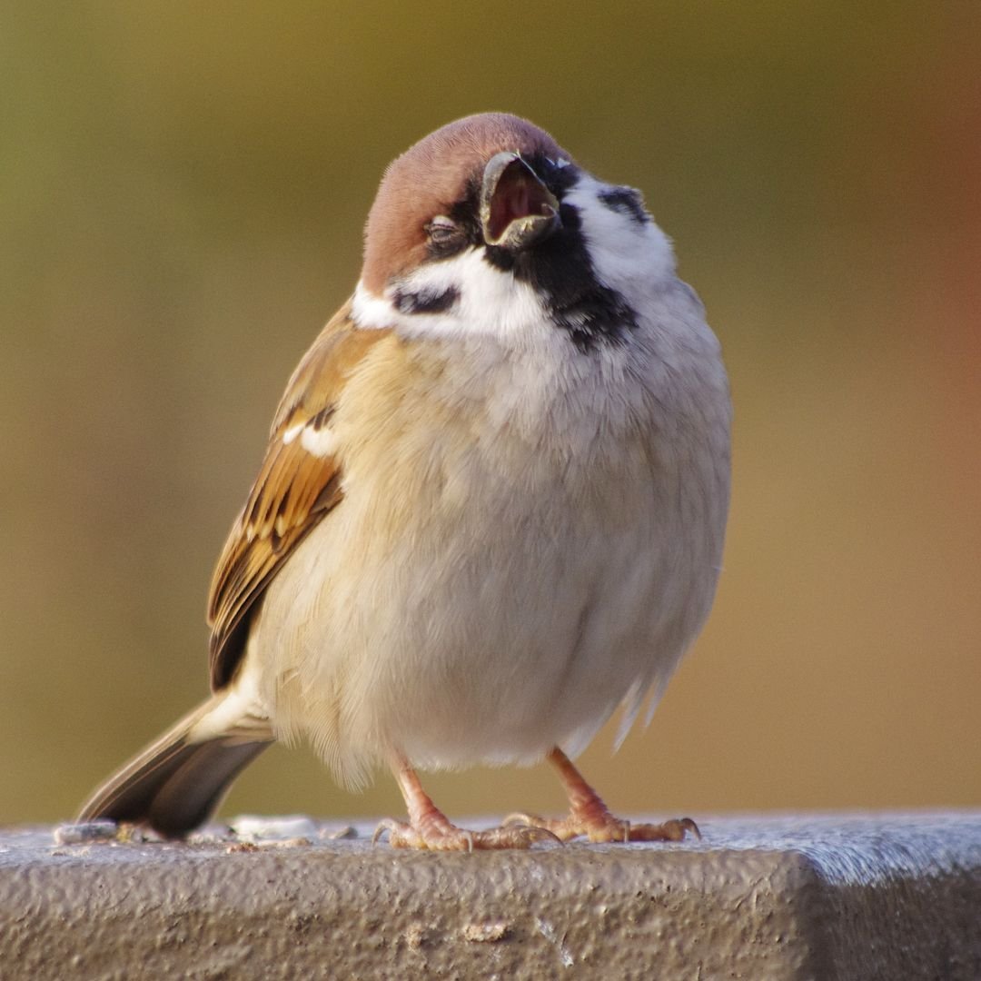 Смешной Воробей