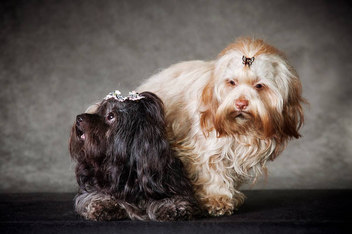 Лхаса Апсо черный