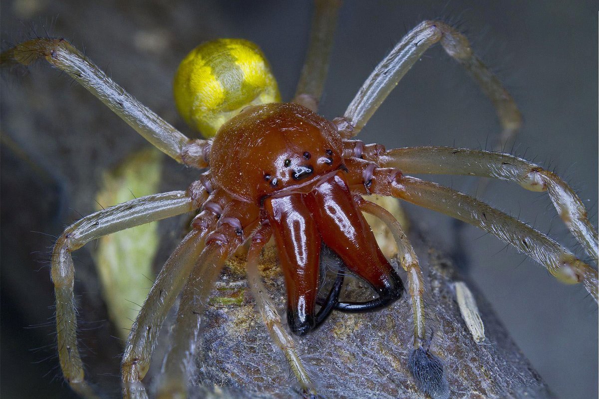 Паук хейракантиум Мильте