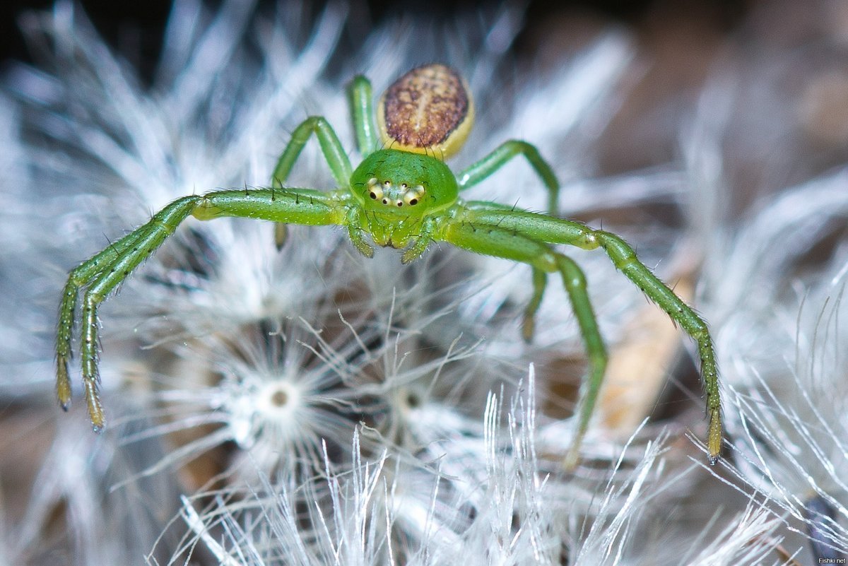Паук Cheiracanthium punctorium