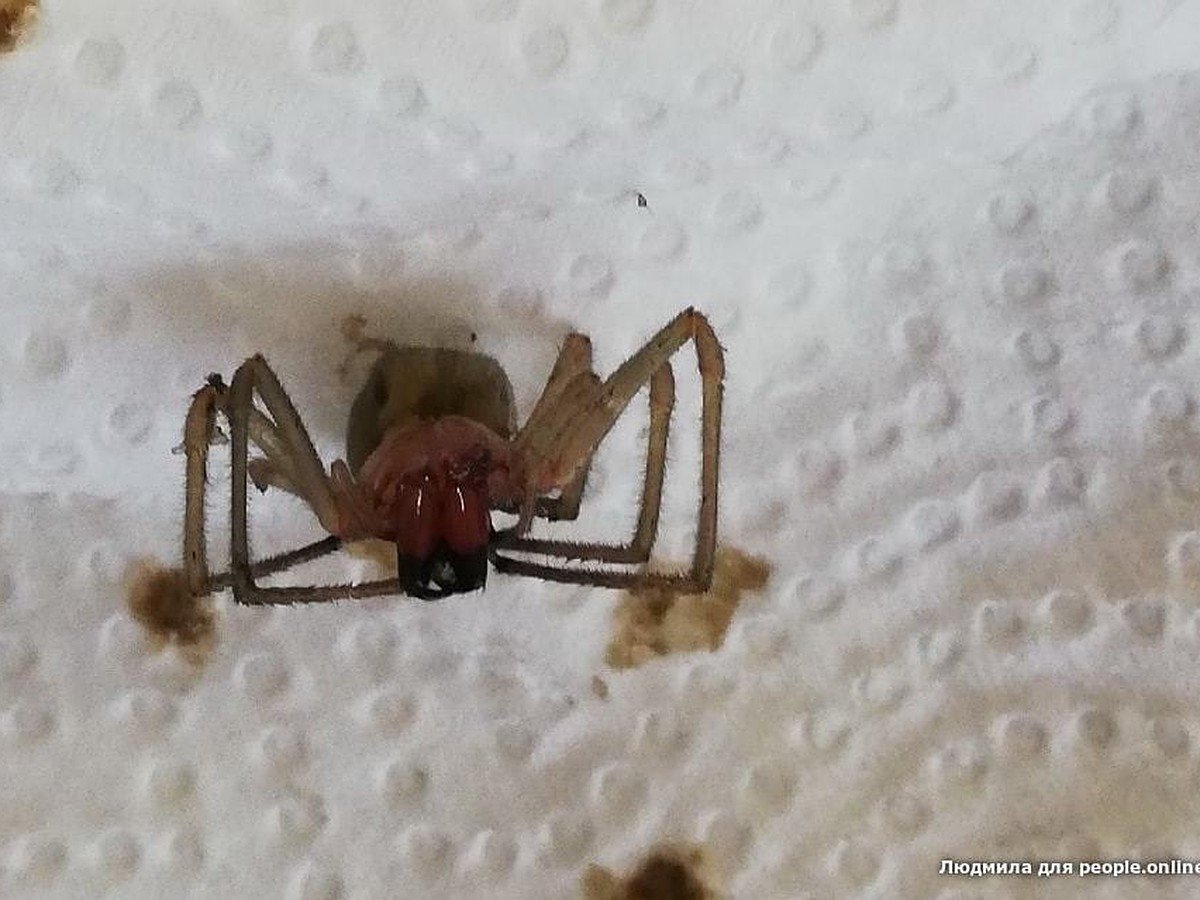 Паук Арахнид