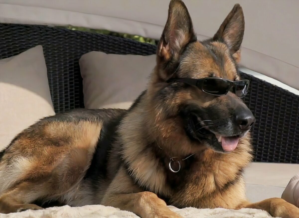 Немецкая овчарка Шеферд