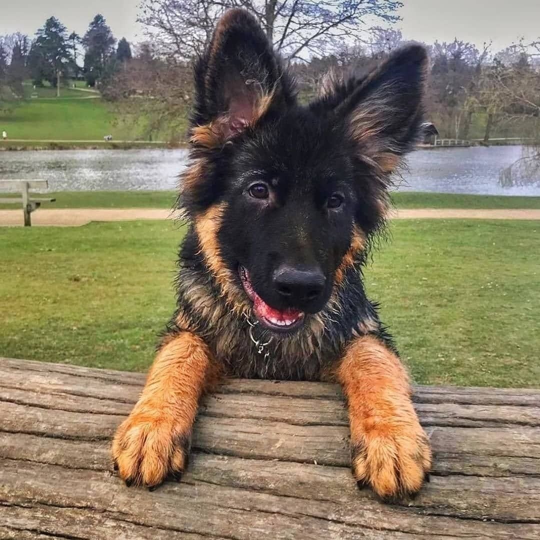 Собака немецкая овчарка