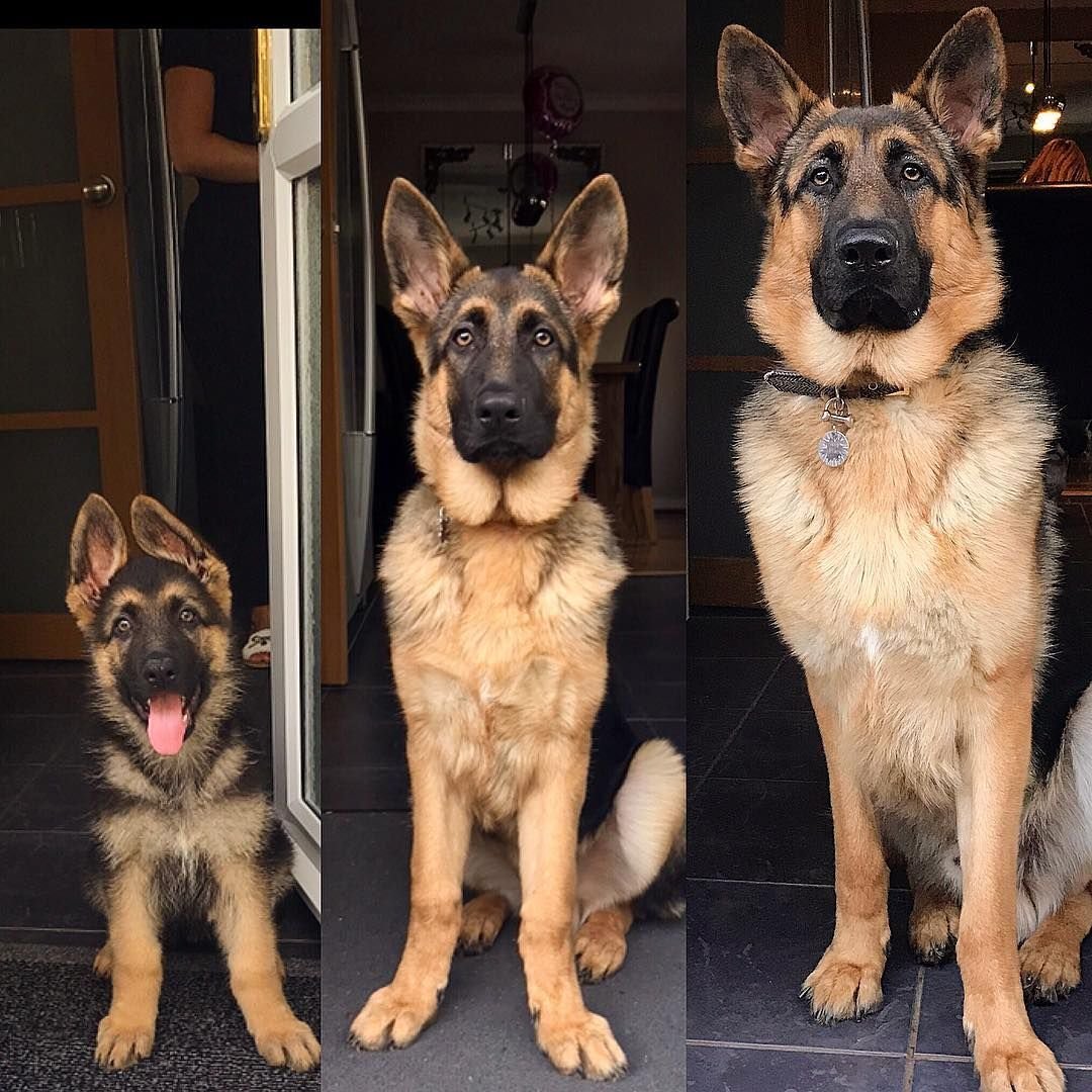 Немецкая овчарка злица