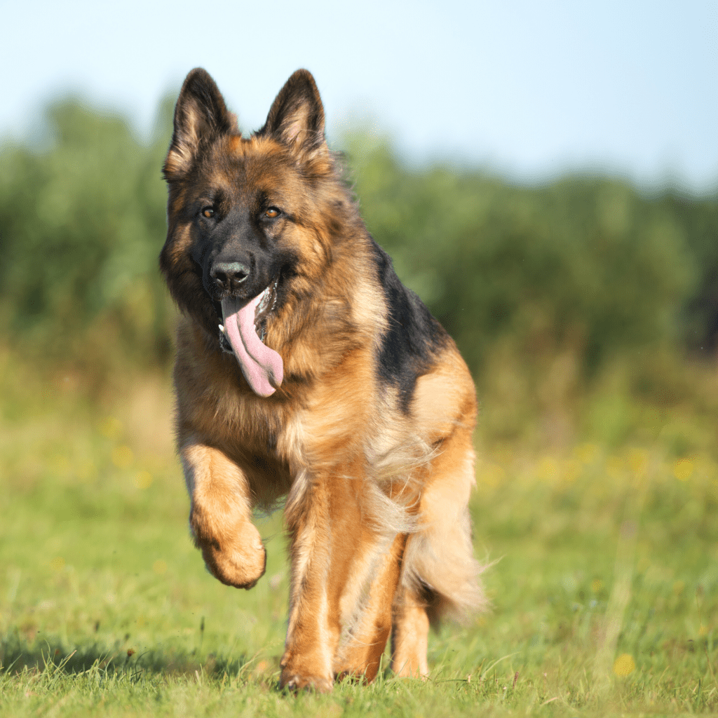 Немецкая овчарка бежит