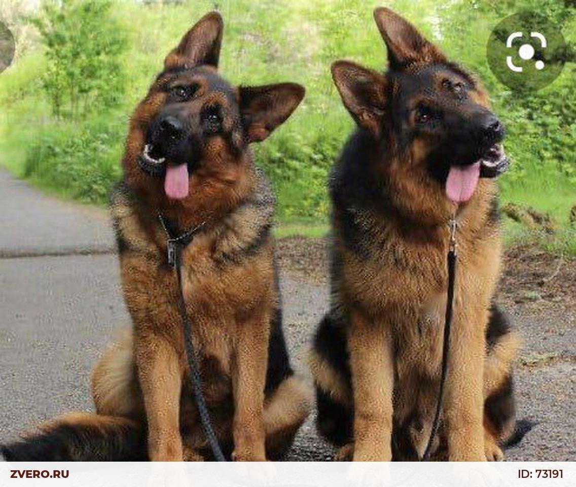 Юлия Иванович вольфхунд