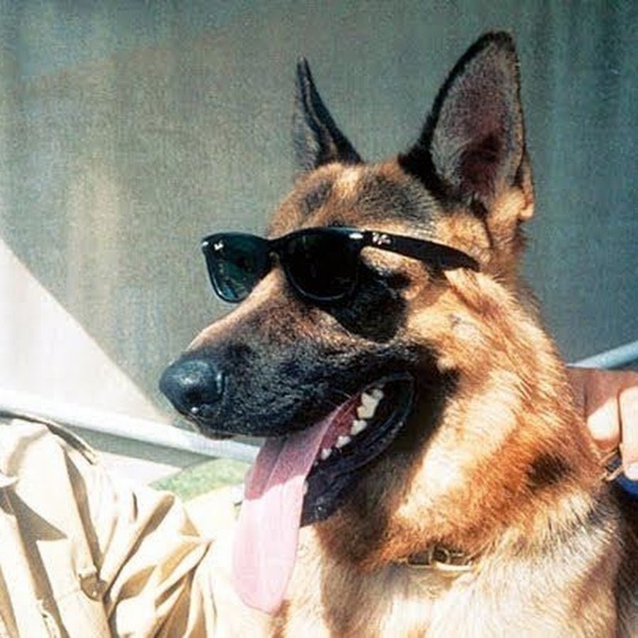 Кавказская овчарка волкодав огромная