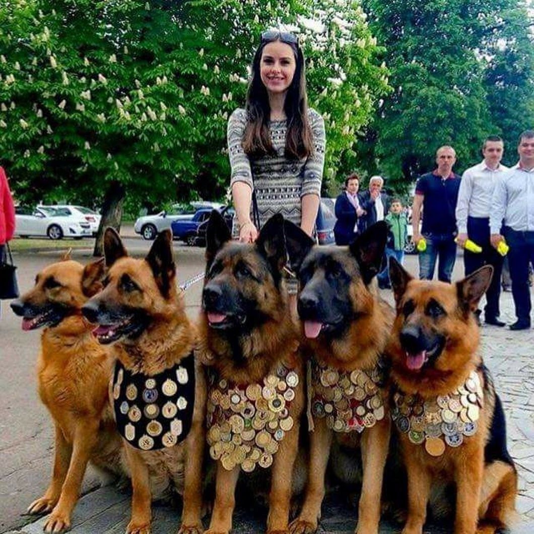 Волкособ гибрид волка