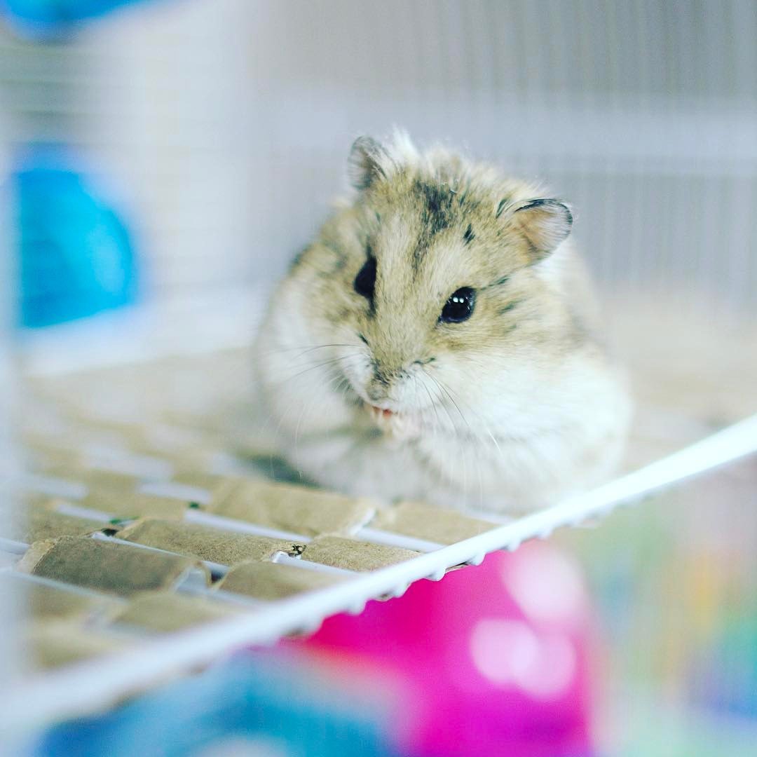 Смешные зайчики