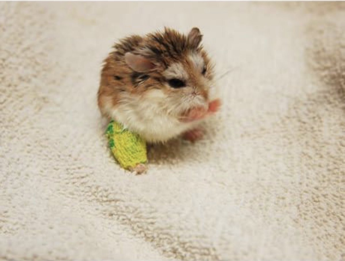 Хомячки держатся за лапки