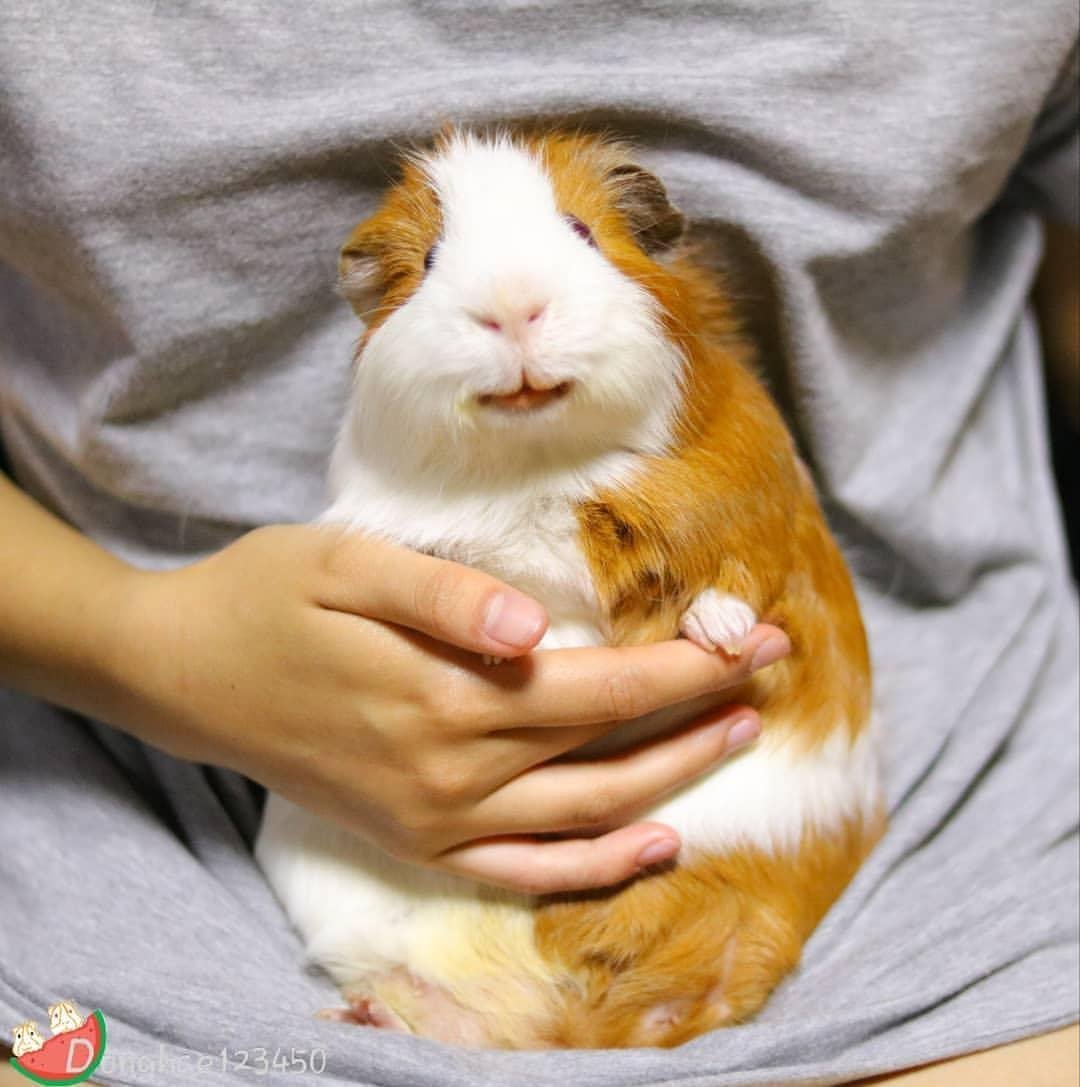 Хомячок хомячок добродушный толстячок