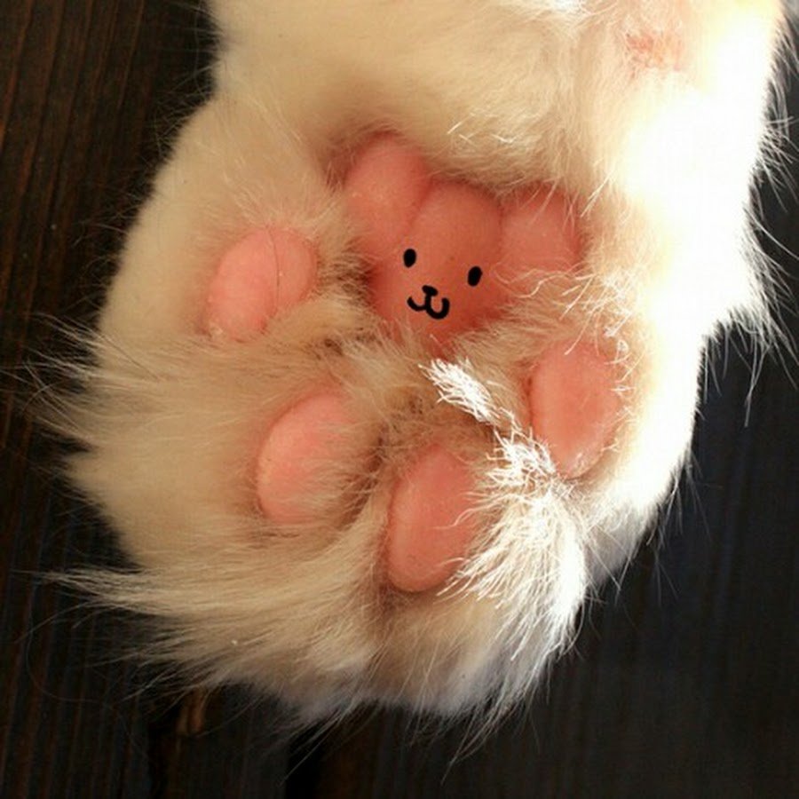 Хомяк селфи