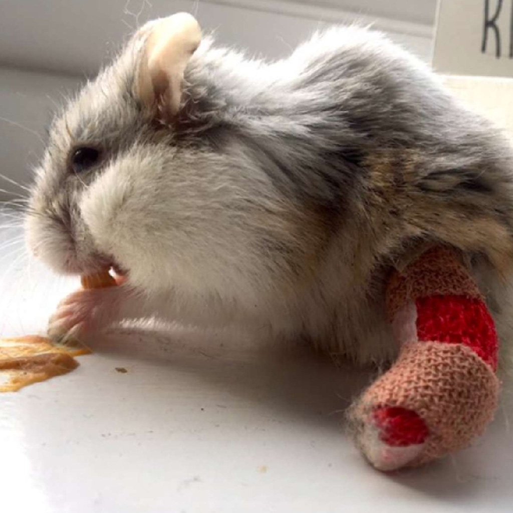 Хомяк в шапке