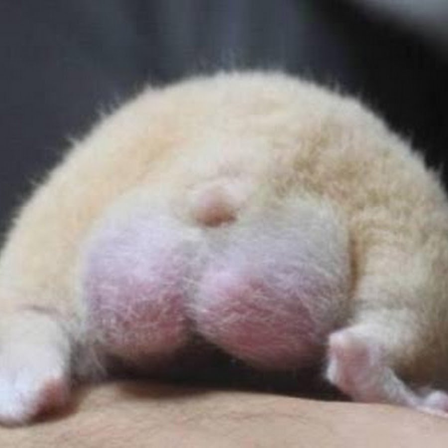 Хомячий хвостик