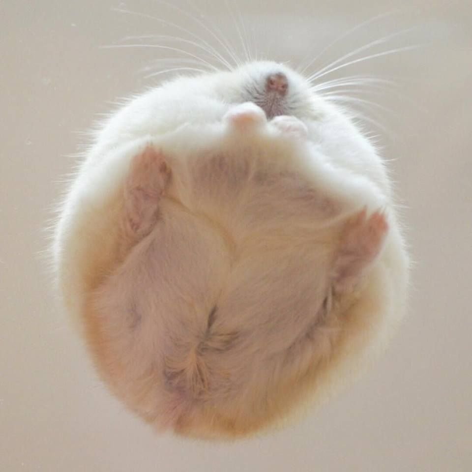 Хомячок милый сохры