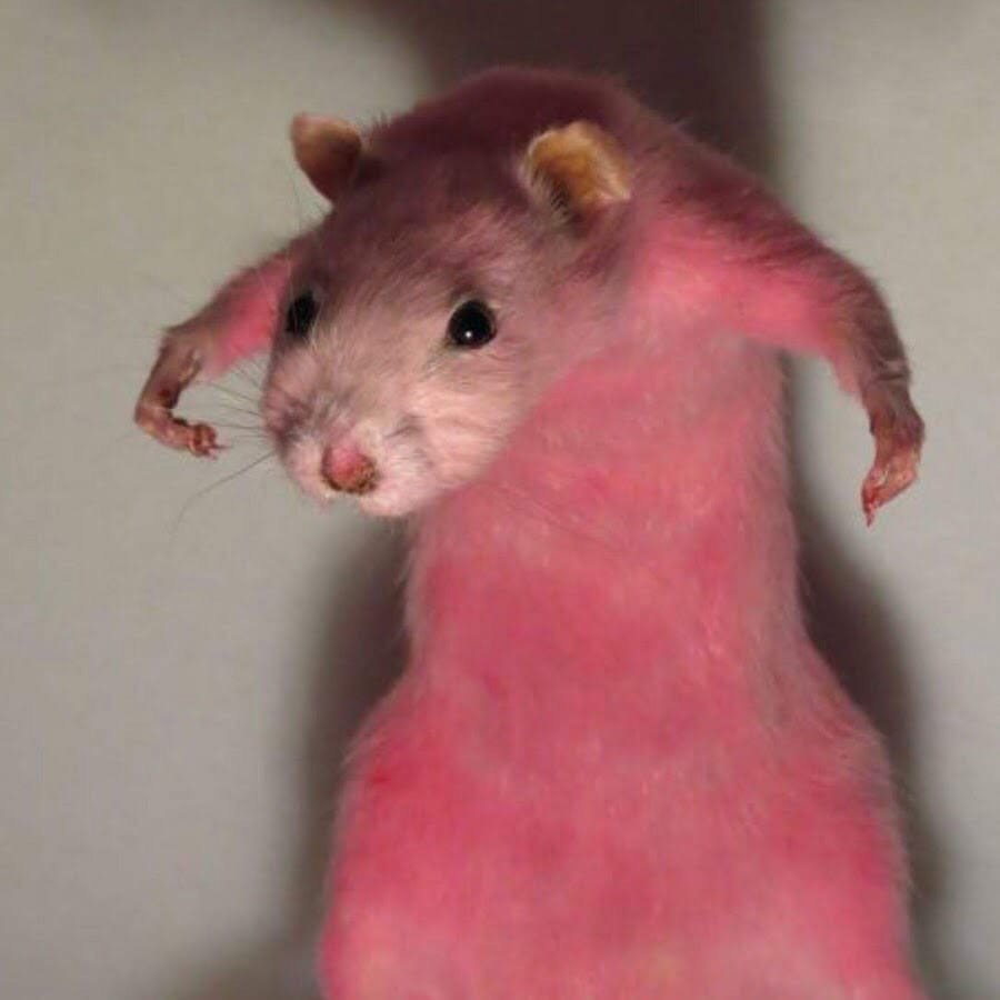 Морские свинки